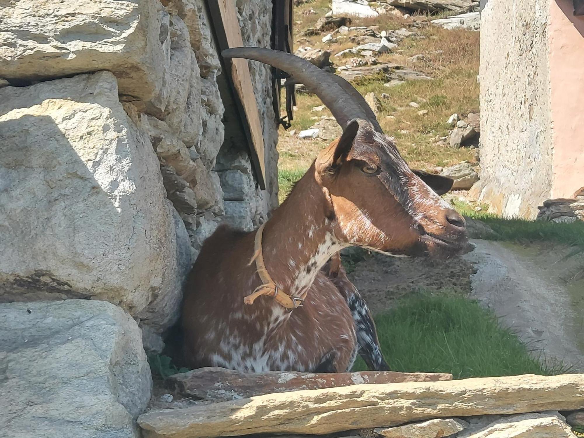 Gran Paradiso Alpette Kültér fotó